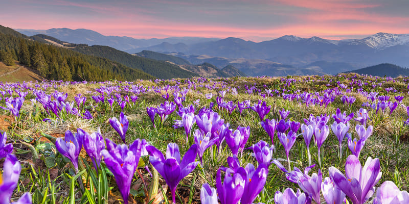 The Suites at Elmbrook, Inc