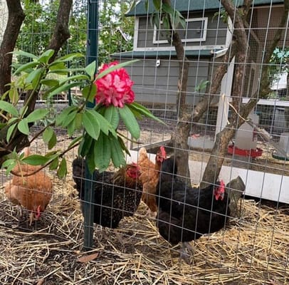 Elite Care Adams – Hood