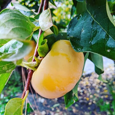 Elite Care Adams – Hood