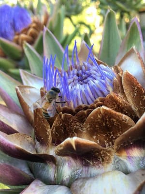 Elite Care Adams – Hood