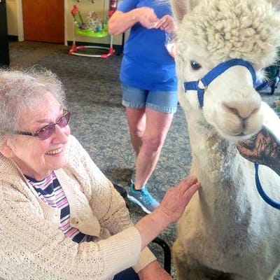 Resident interacting with a therapy alpaca in a common area