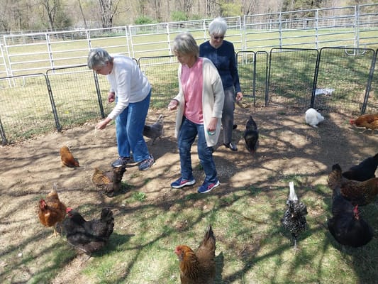 Residents interacting with chickens in an outdoor area
