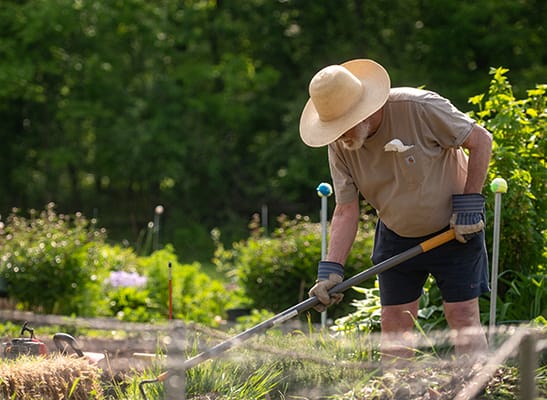 An elderly man gardening in a lush outdoor space