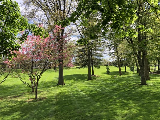 Lush green outdoor space with flowering trees