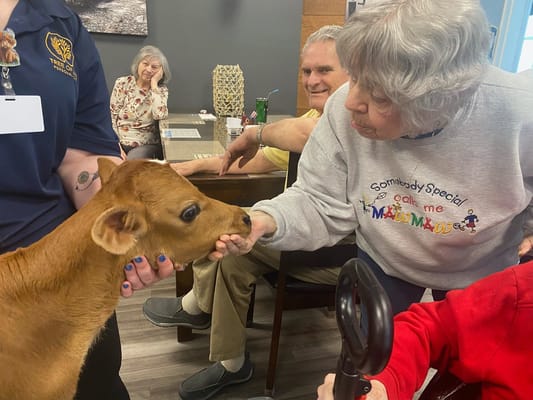Resident interacting with a calf in a common area