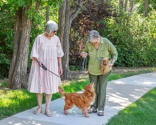 Two residents walking dogs along a path