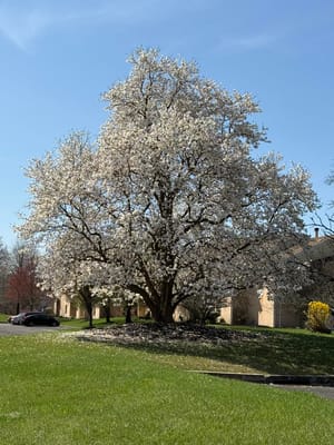 A flowering tree on a sunny day outside the facility