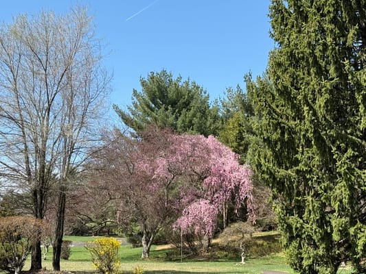 Blooming trees in a serene outdoor space