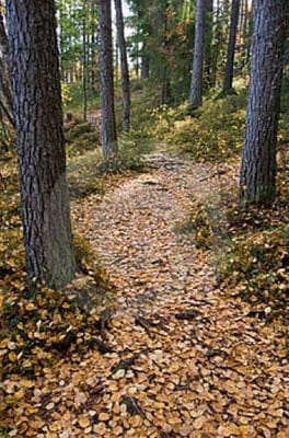 Windsor House Greenville