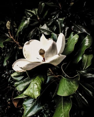 Magnolias of Santee