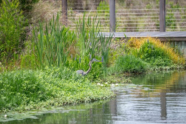 Palmettos of Bluffton