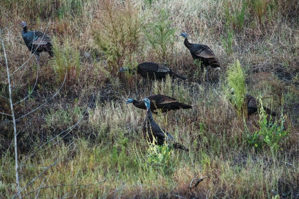 Palmettos of Bluffton