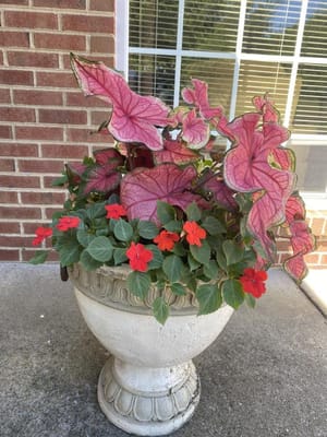 Colorful potted plants in an outdoor space