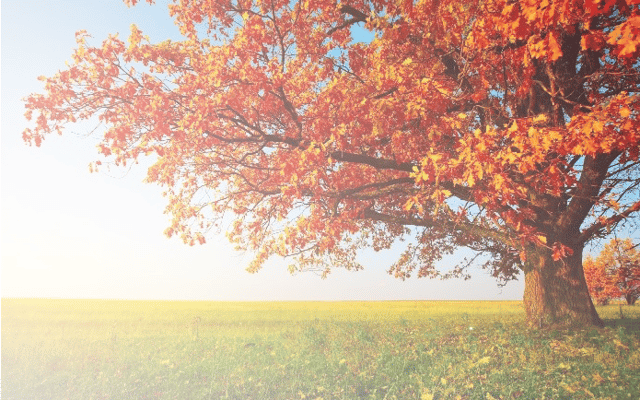 Sycamores Terrace LLC