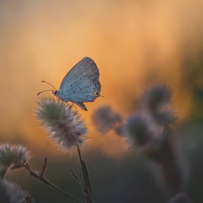 Celebration Senior Living