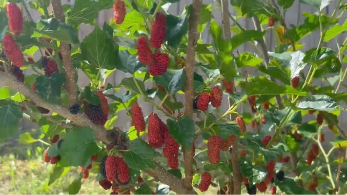 Everspring Assisted Living