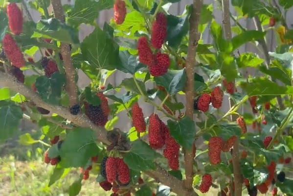 Everspring Assisted Living