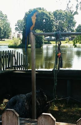 Cahoots Adult Day Service LLC