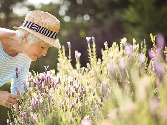 Resident enjoying lavender flowers in the garden