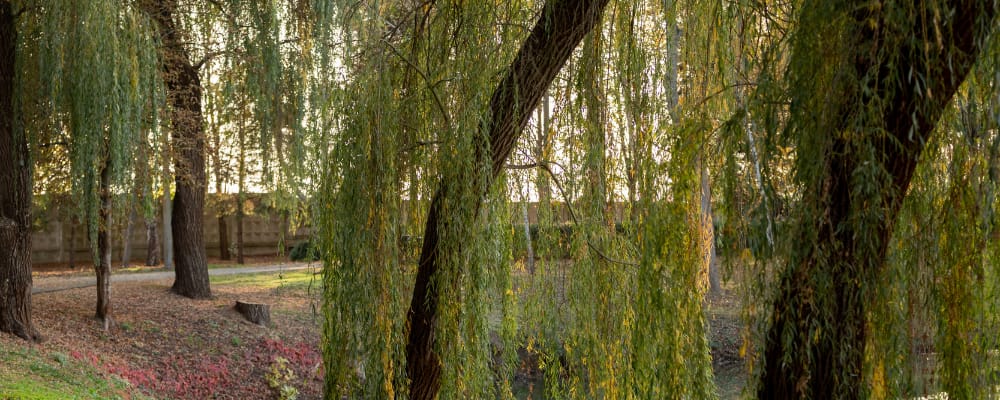 Welcoming Willows Adult Daycare Inc.