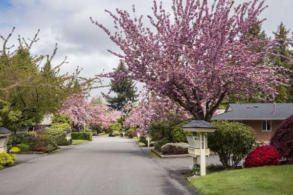 A picturesque tree-lined street in springtime