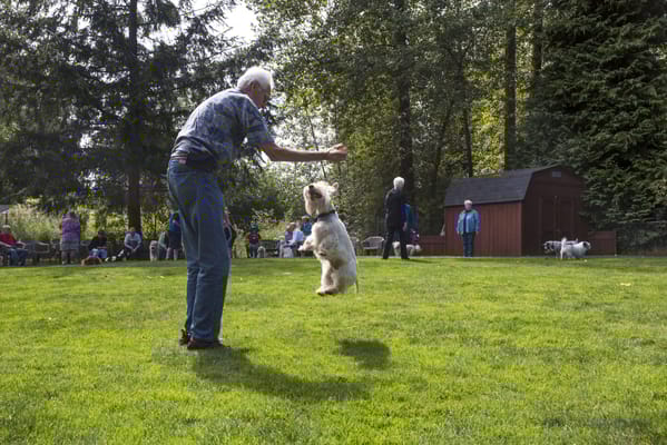 Senior resident interacting with a dog in a green space