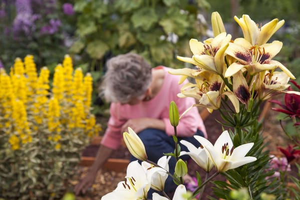 Senior resident gardening among colorful flowers