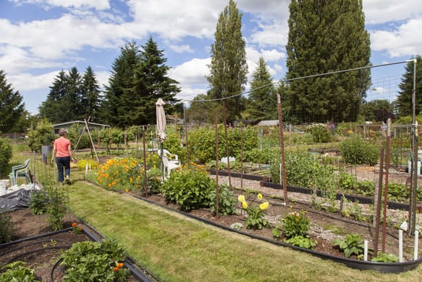 Resident tending to a garden in a vibrant outdoor space