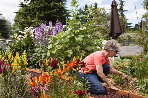 Resident tending to a vibrant garden