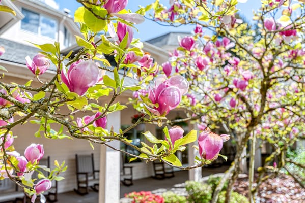 Blooming magnolia flowers near an assisted living facility