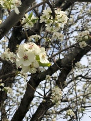 Violet Meadows De Pere