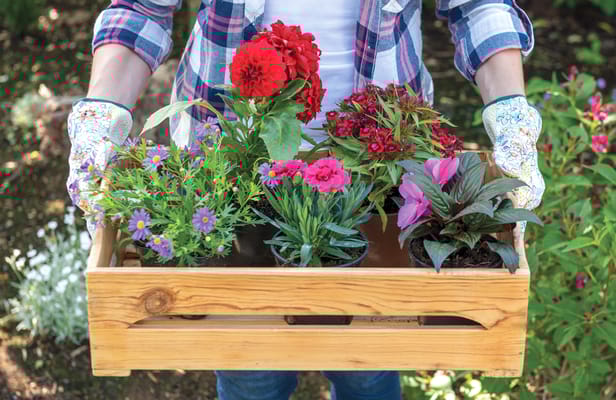 Person holding a wooden crate of colorful flowers