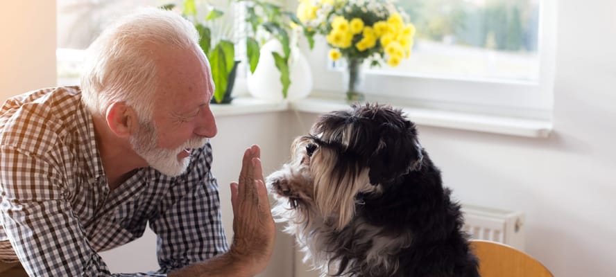 A senior man playfully interacting with a dog indoors