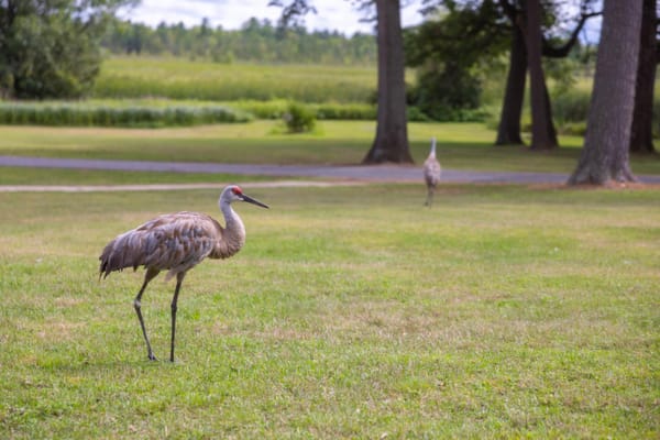 The Pines Post Acute and Memory Care