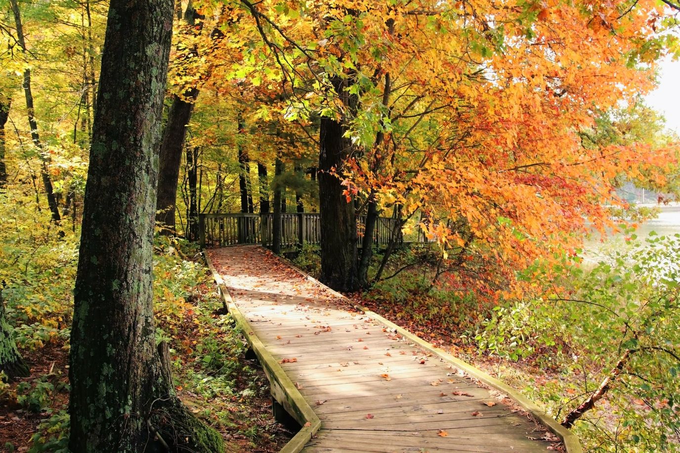 Walkway surrounded by autumn foliage.
