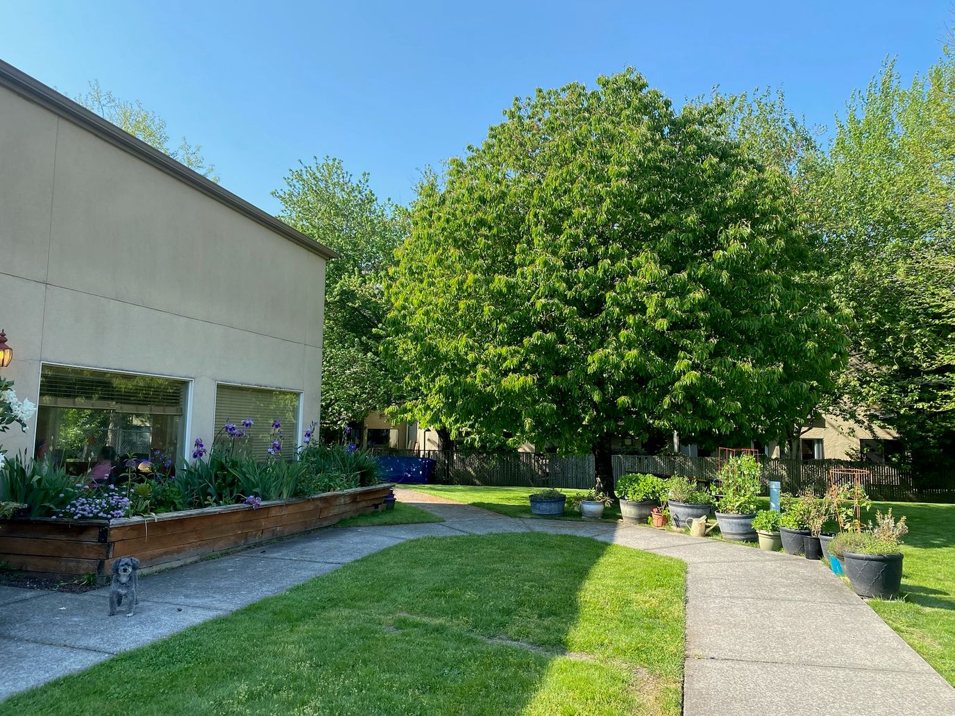 Outdoor garden area with plants and trees