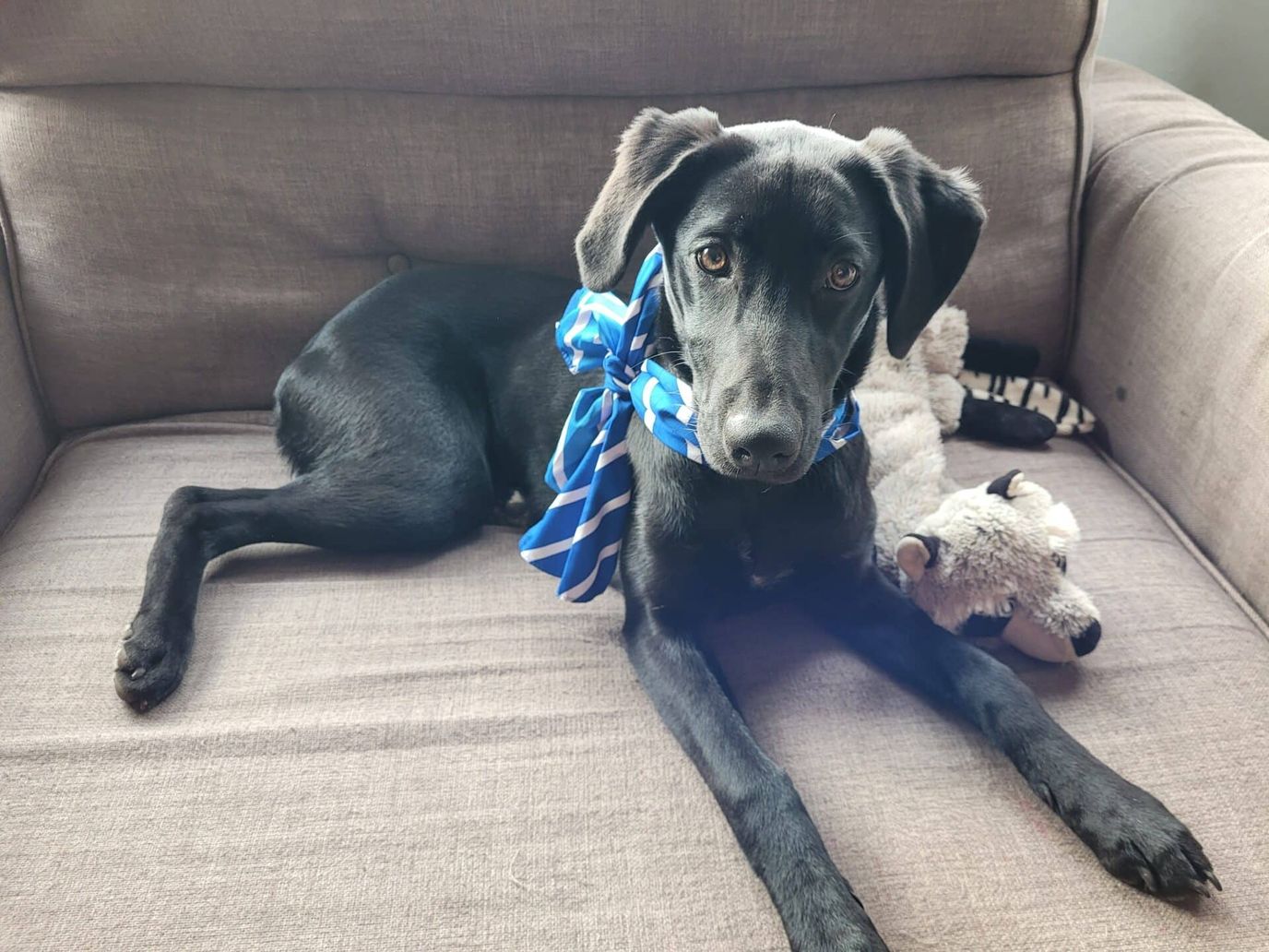 A dog sitting on a couch with a toy