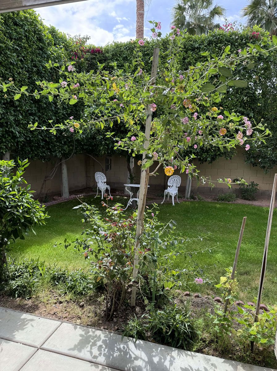 A lush garden area with chairs and greenery