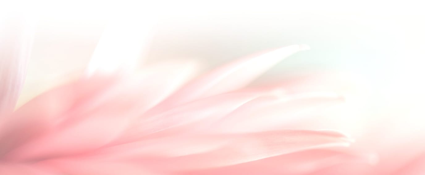 Close-up of soft pink flower petals