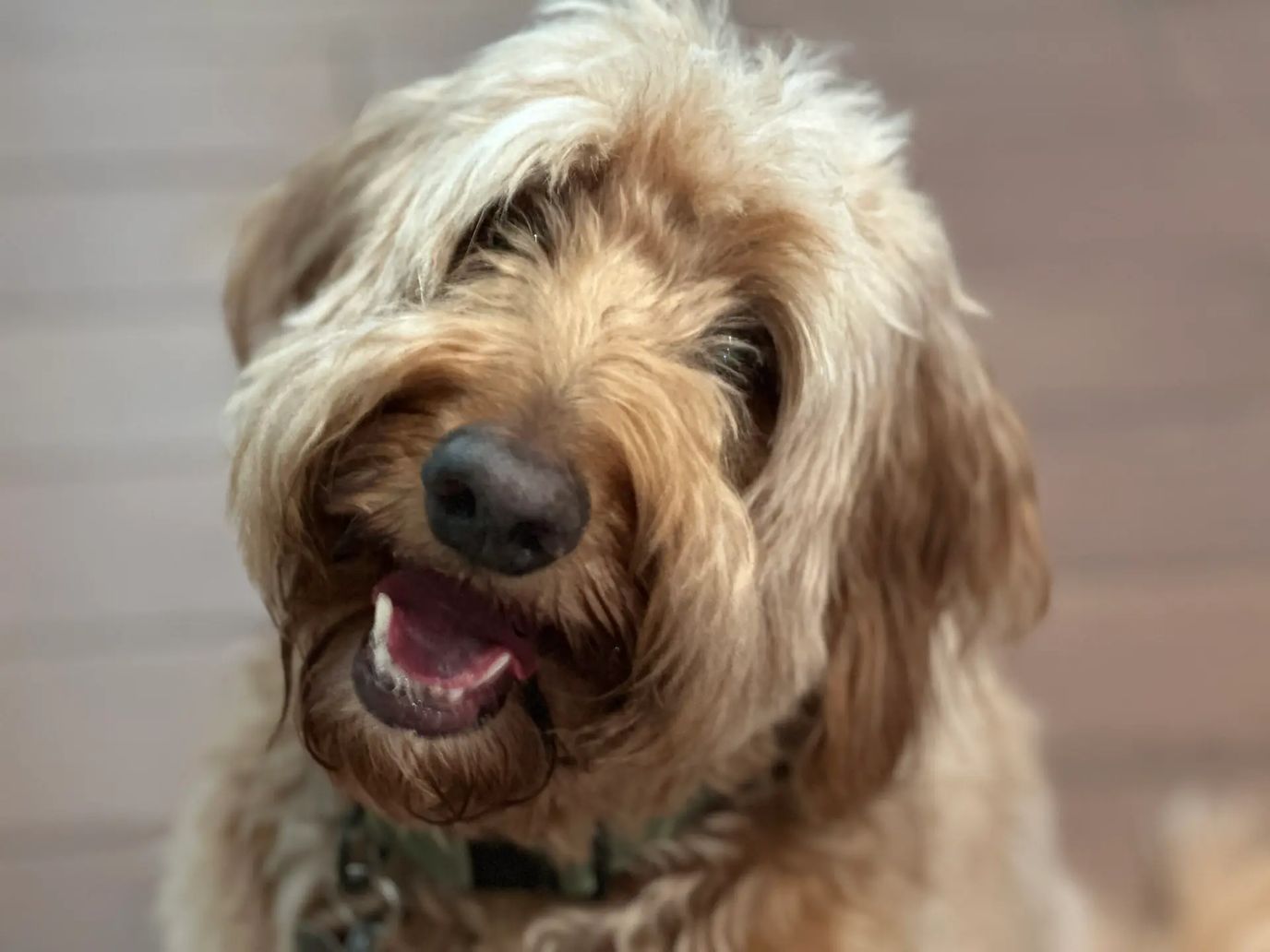 A happy dog with a fluffy coat.