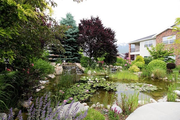 Lush garden with a water feature and flowering plants