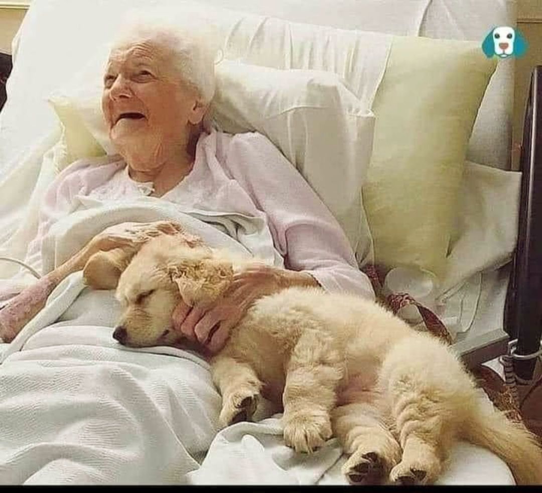 Elderly woman in bed smiling with a puppy