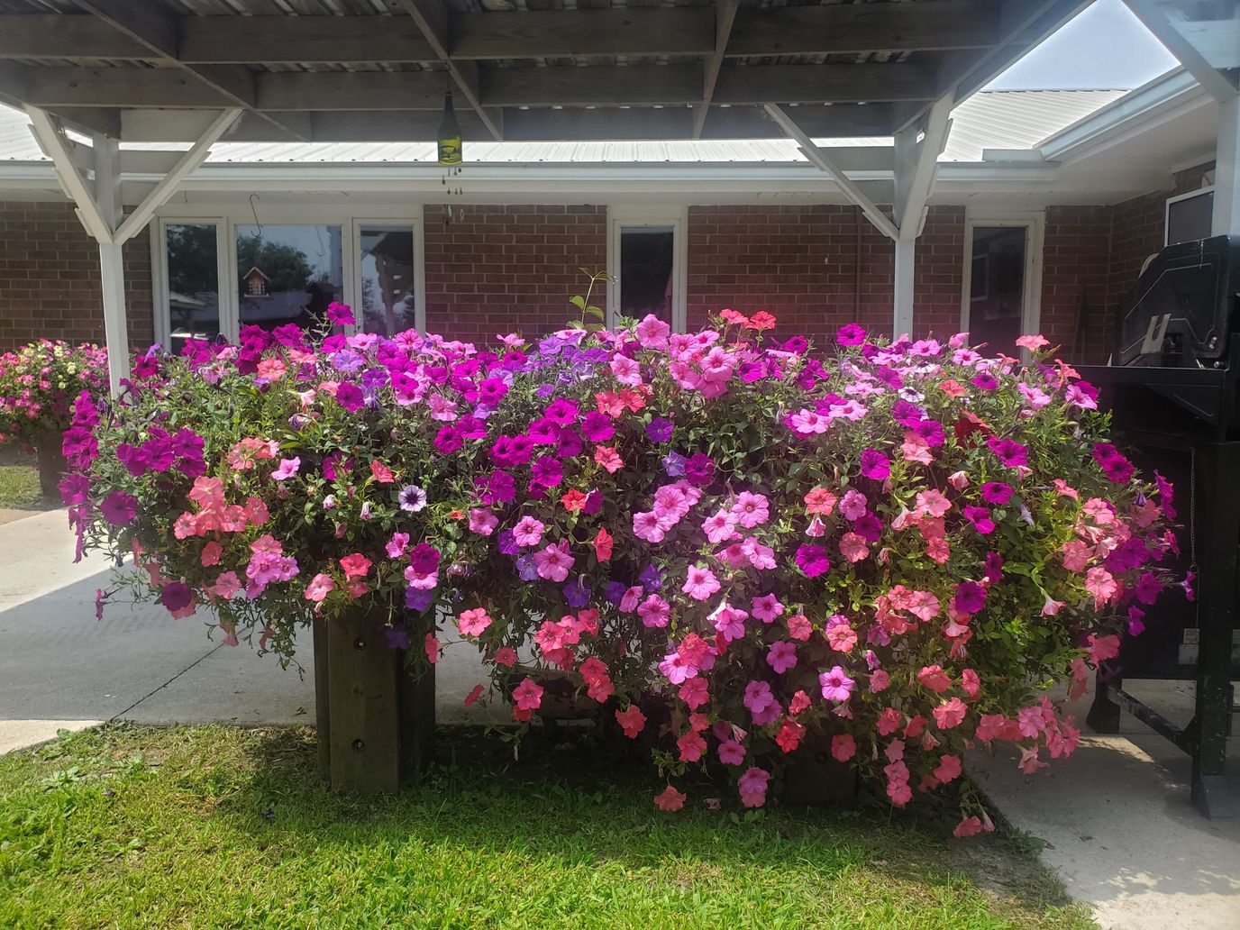 Vibrant flower bed in an outdoor area