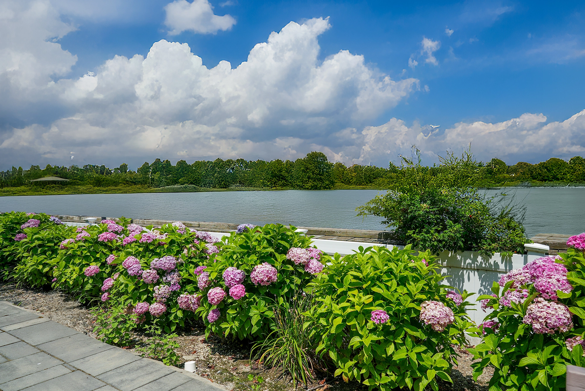 Colorful flowers by a serene lake under blue skies