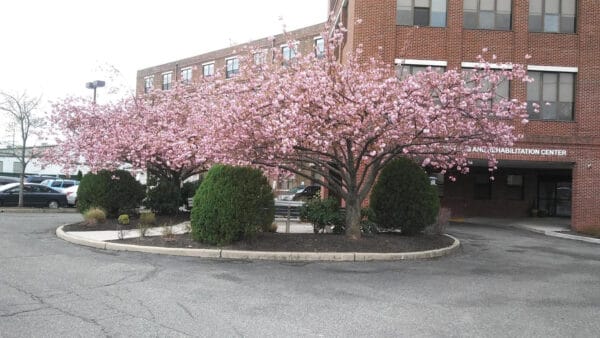Blooming trees outside a rehabilitation center