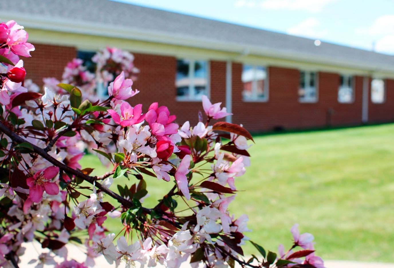 Flowering tree in front of a nursing home building