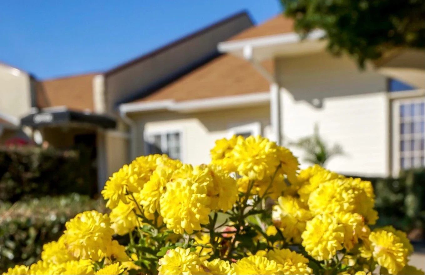 Yellow flowers with building in background