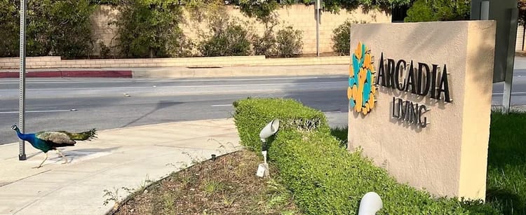 Facility logo with a peacock in front