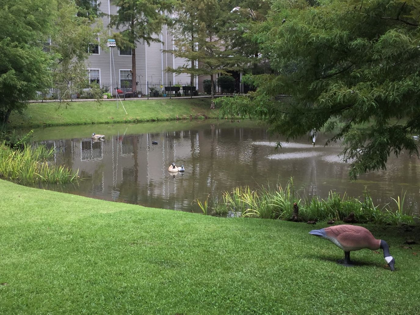 Scenic view of a pond with geese in the outdoor area