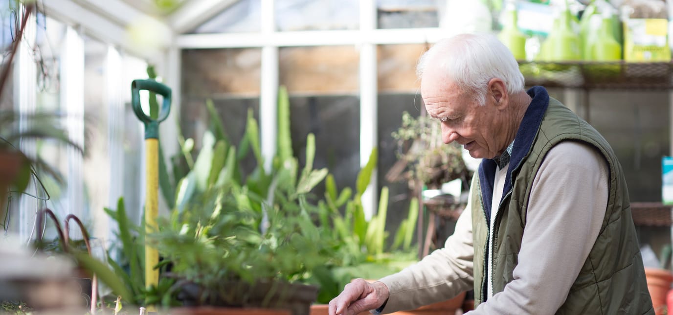 An elderly man tending to plants in a greenhouse